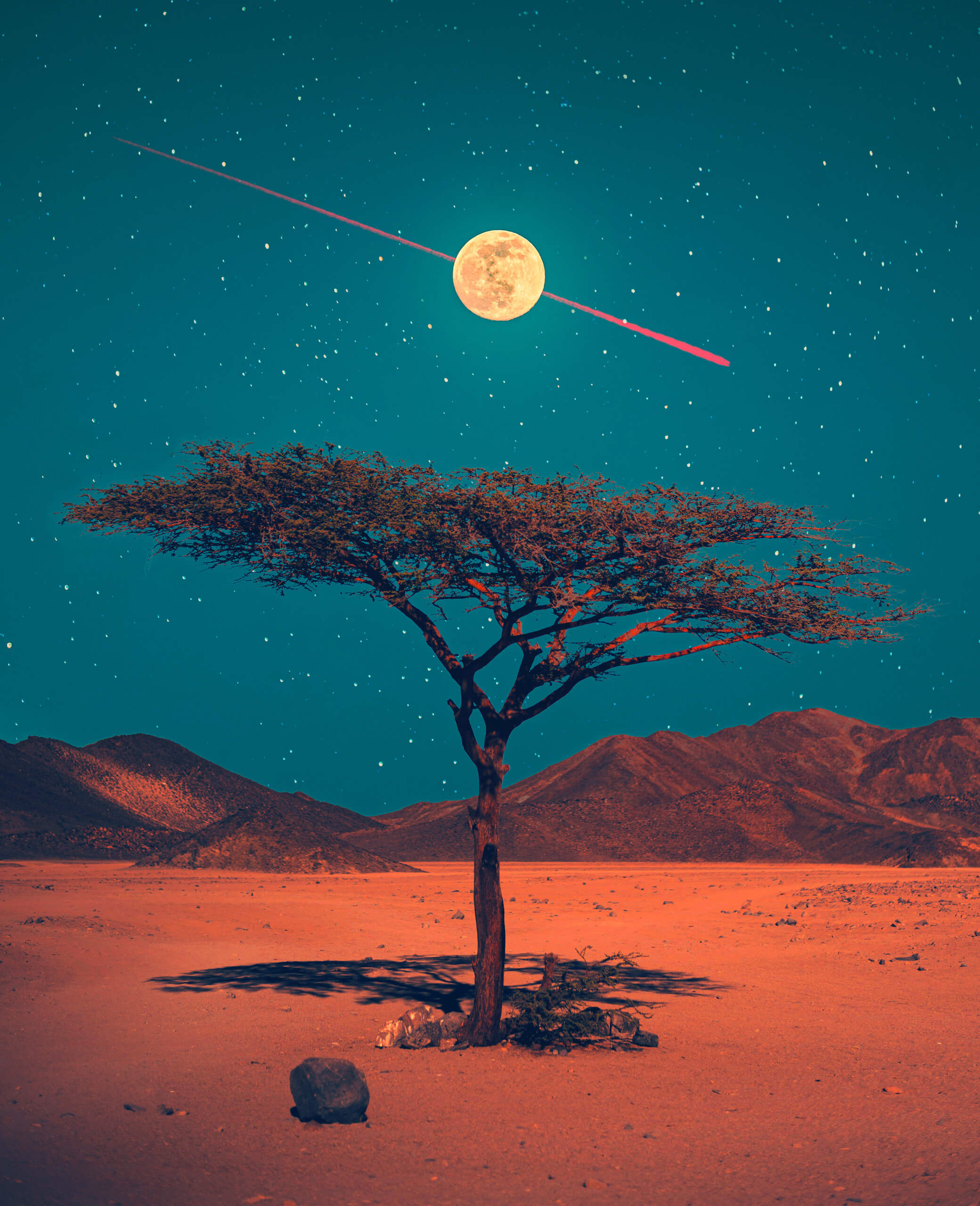 Moon Tree, 2022