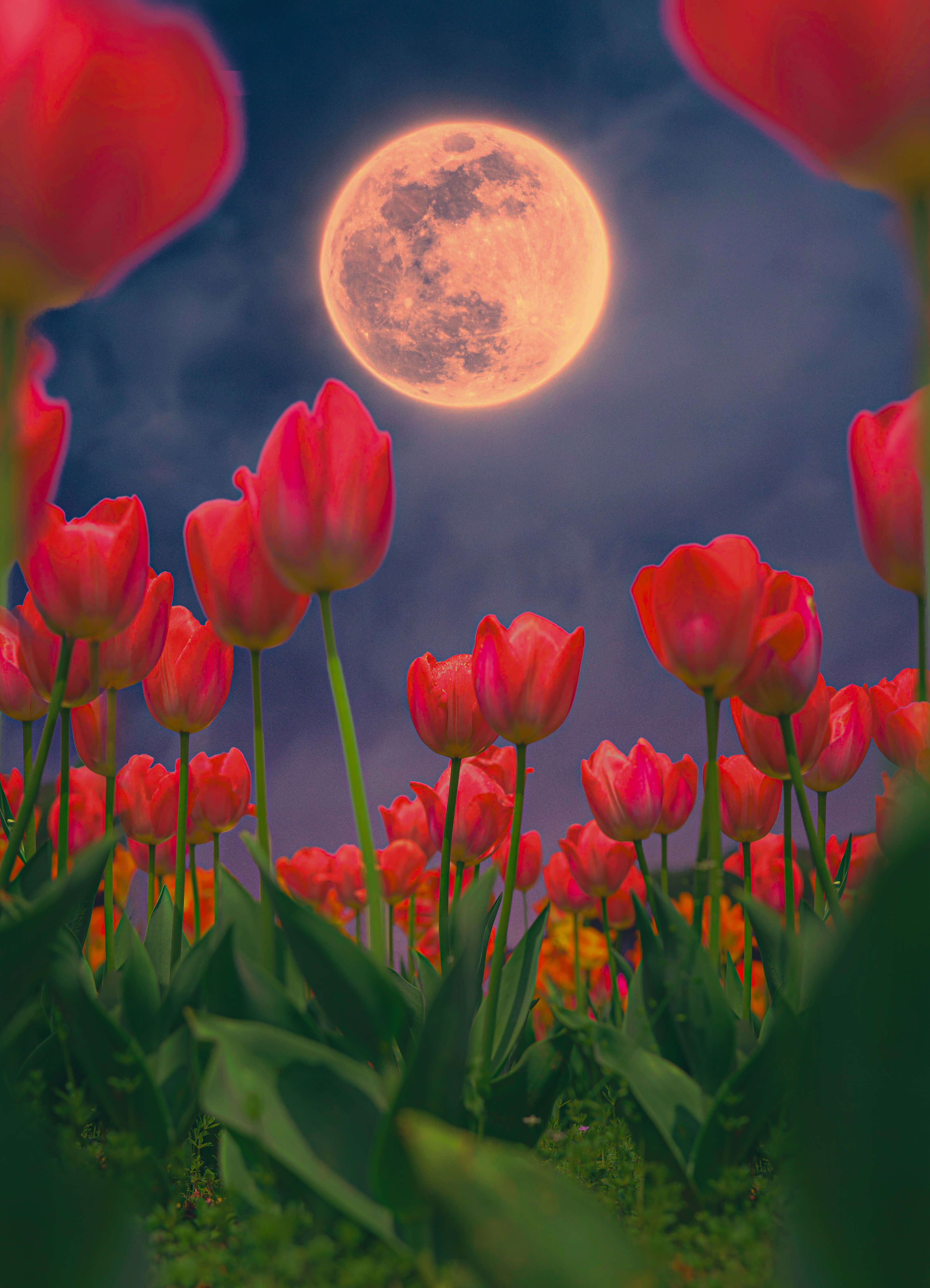 moon from a bugs perspective, 2024